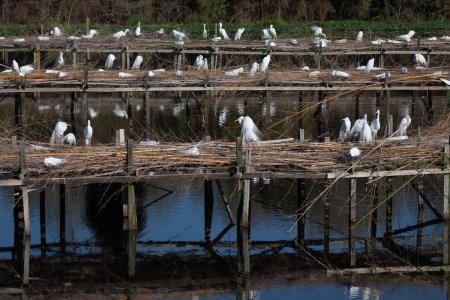 Witte reigers broeden op steigers